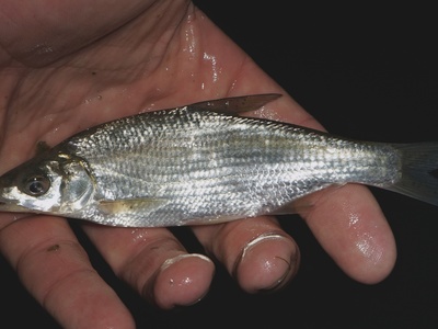 Vimba Bream