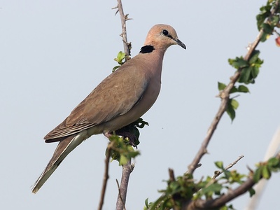 Vinaceous Dove
