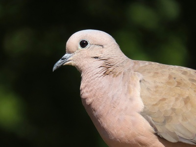 Vinaceous Dove
