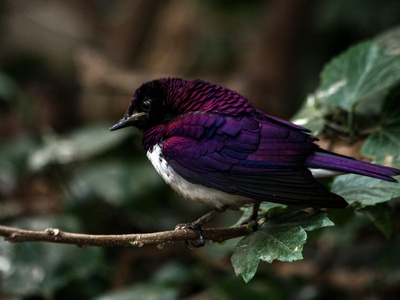 Violet-backed Starling