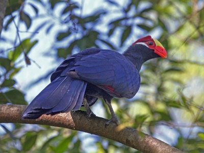 Violet Turaco