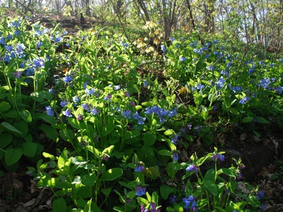 Virginia Bluebells