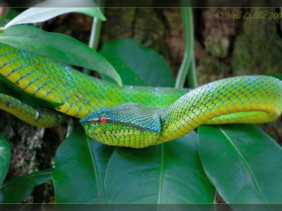 Wagler's Pit Viper