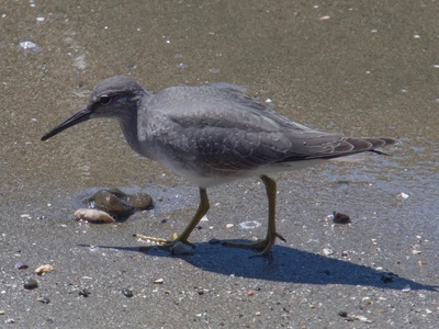 Wandering Tattler
