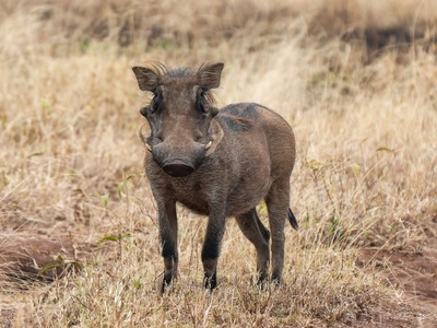 Warthog