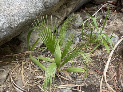 Washingtonia Fan Palm