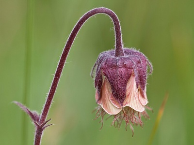 Water Avens