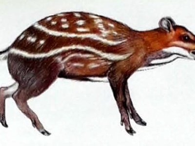 Water Chevrotain