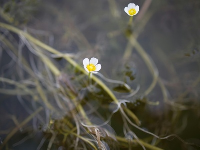 Water crowfoot