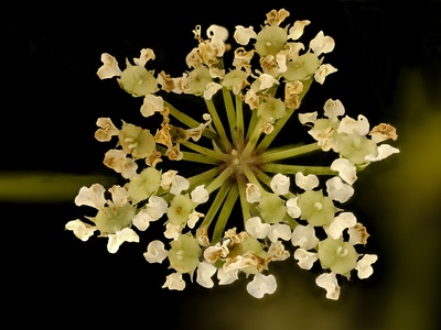 Water hemlock