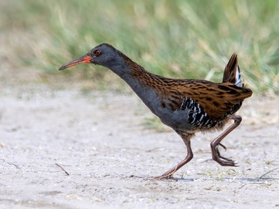 Water Rail