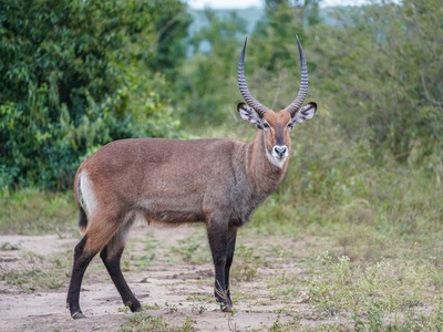 Waterbuck
