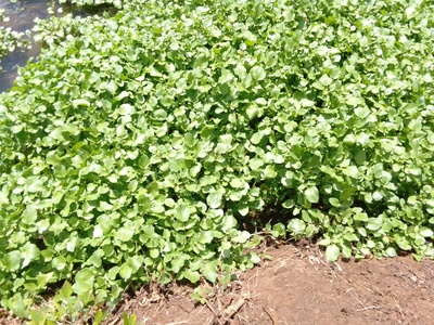Watercress