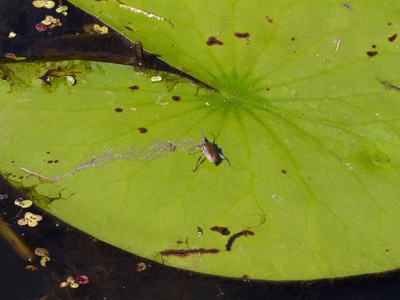 Waterlily Leaf Beetle
