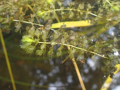 Waterwheel plant