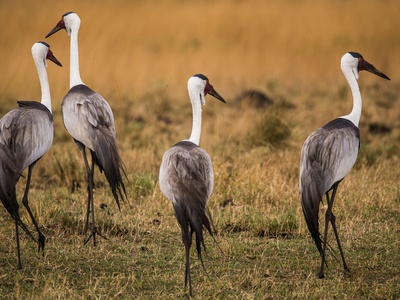 Wattled crane
