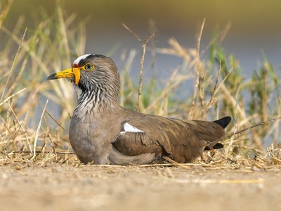 Wattled Lapwing