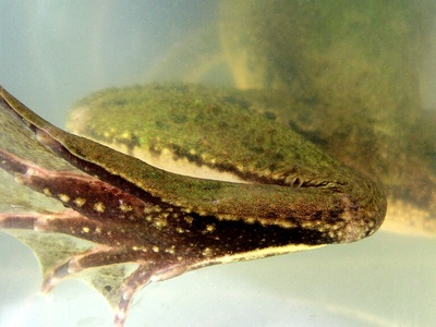 Web-footed Frog