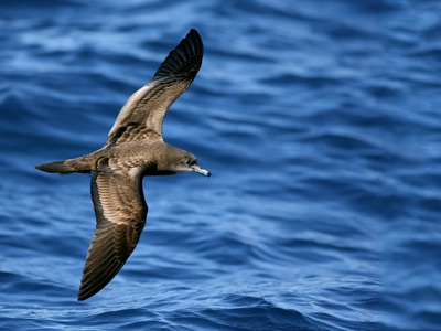 Wedge-tailed Shearwater
