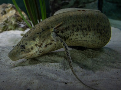 West African Lungfish