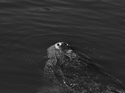 West African manatee