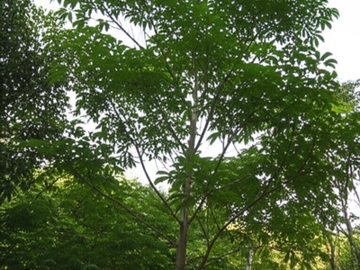 West Indian mahogany