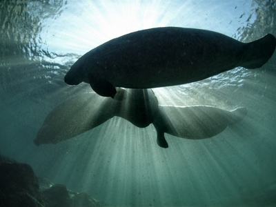 West Indian Manatee