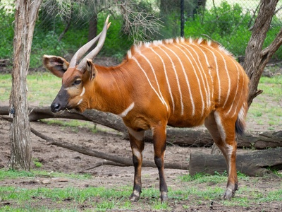 Western Bongo