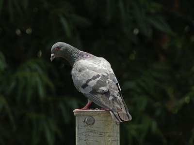 Western Bronze-naped Pigeon