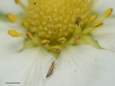 Western flower thrips