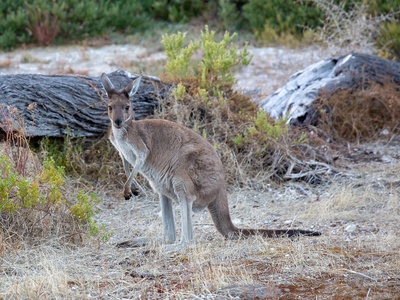 Western grey kangaroo