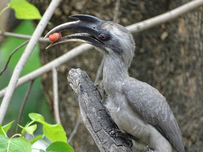 Western Grey Plantain-eater