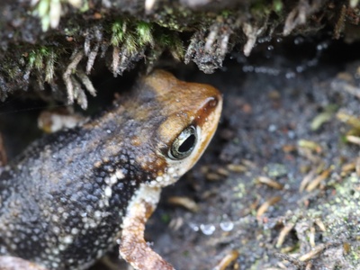 Western Nimba Toad