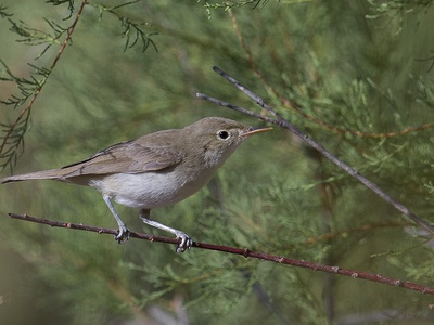 Western Olivaceous Warbler