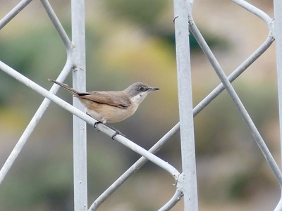 Western Orphean Warbler