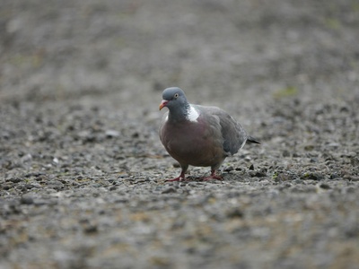 Wetar Ground Dove