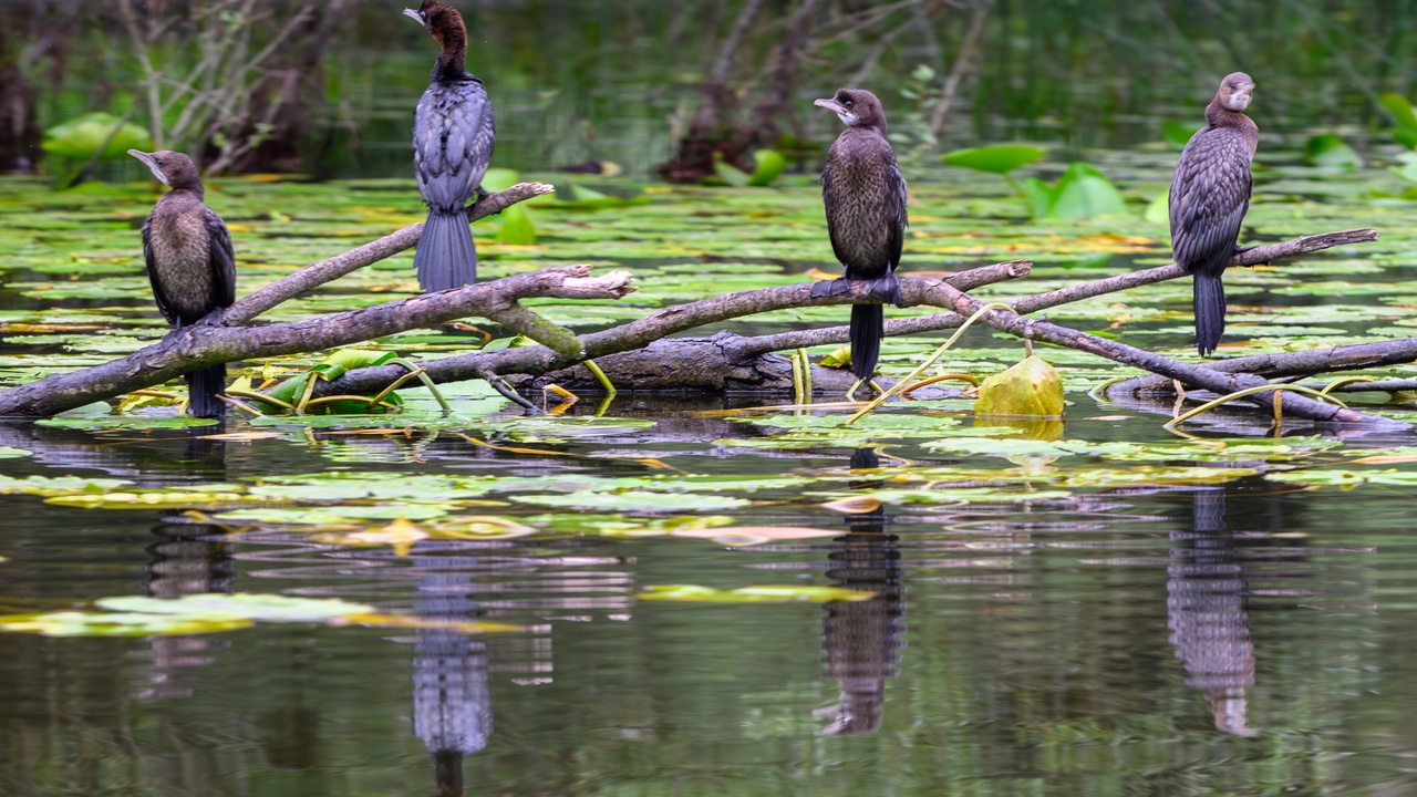 Skadar Lake reeds and waterbirds, Montenegro