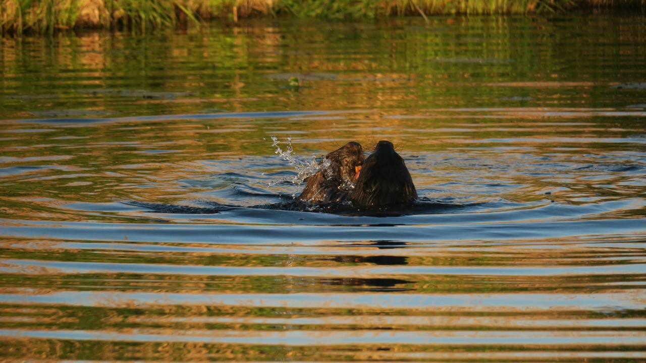 European beaver building a dam in Latvian bog-forest mosaic