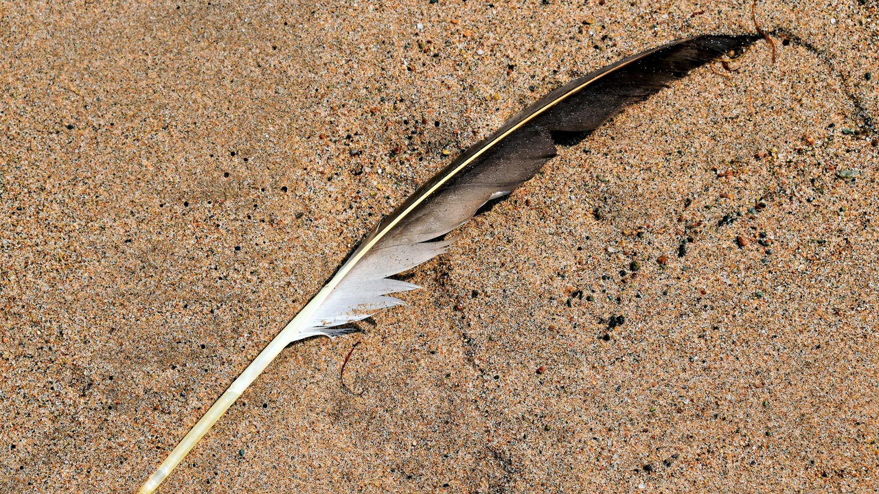 Shoebill standing in papyrus reed bed in the Sudd wetland