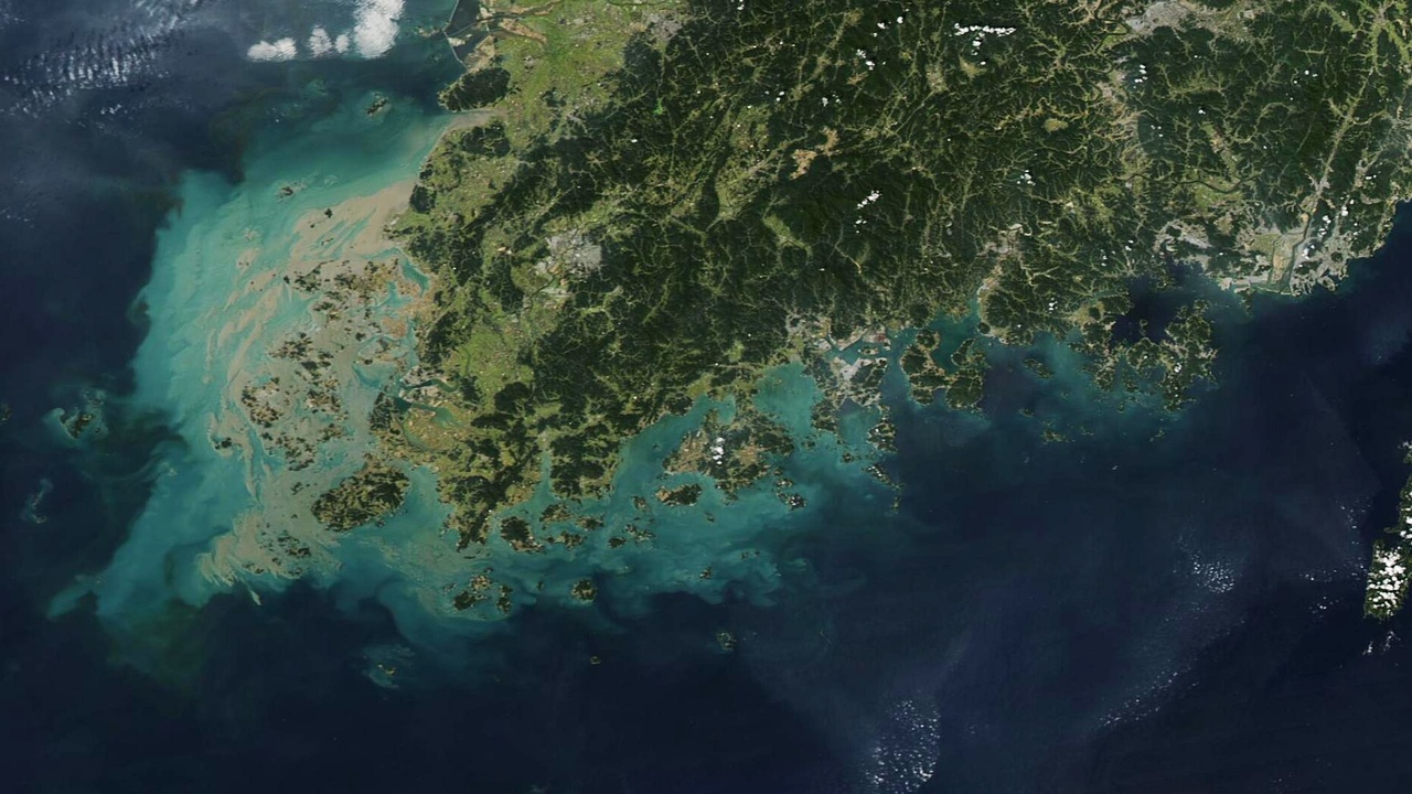 Black-faced spoonbill feeding on tidal flat at low tide, South Korea