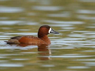 White-backed Duck