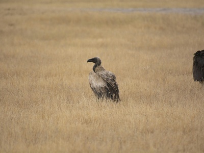 White-backed Vulture