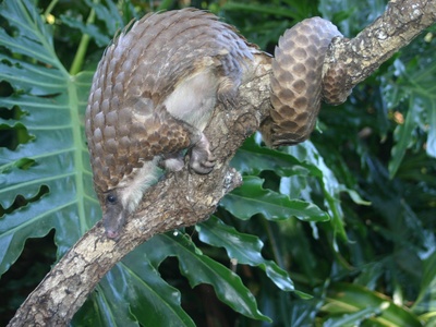 White-bellied Pangolin