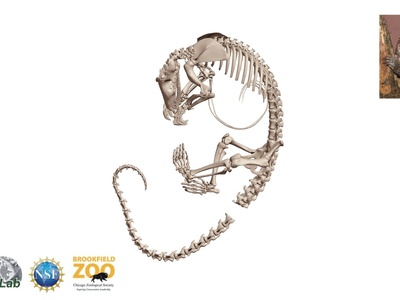 White-bellied Pangolin