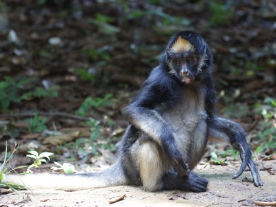 White-bellied Spider Monkey