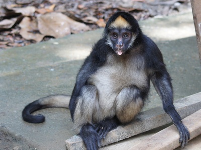 White-bellied Spider Monkey