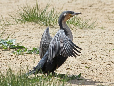 White-breasted Cormorant
