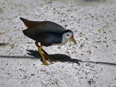 White-breasted Waterhen