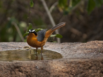 White-browed Robin-Chat