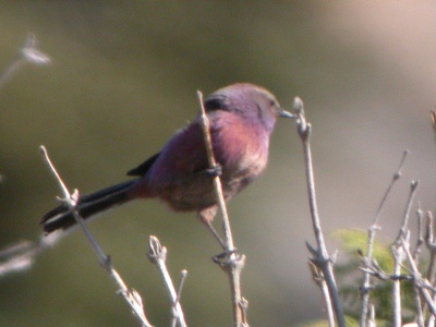 White-browed Tit-Warbler